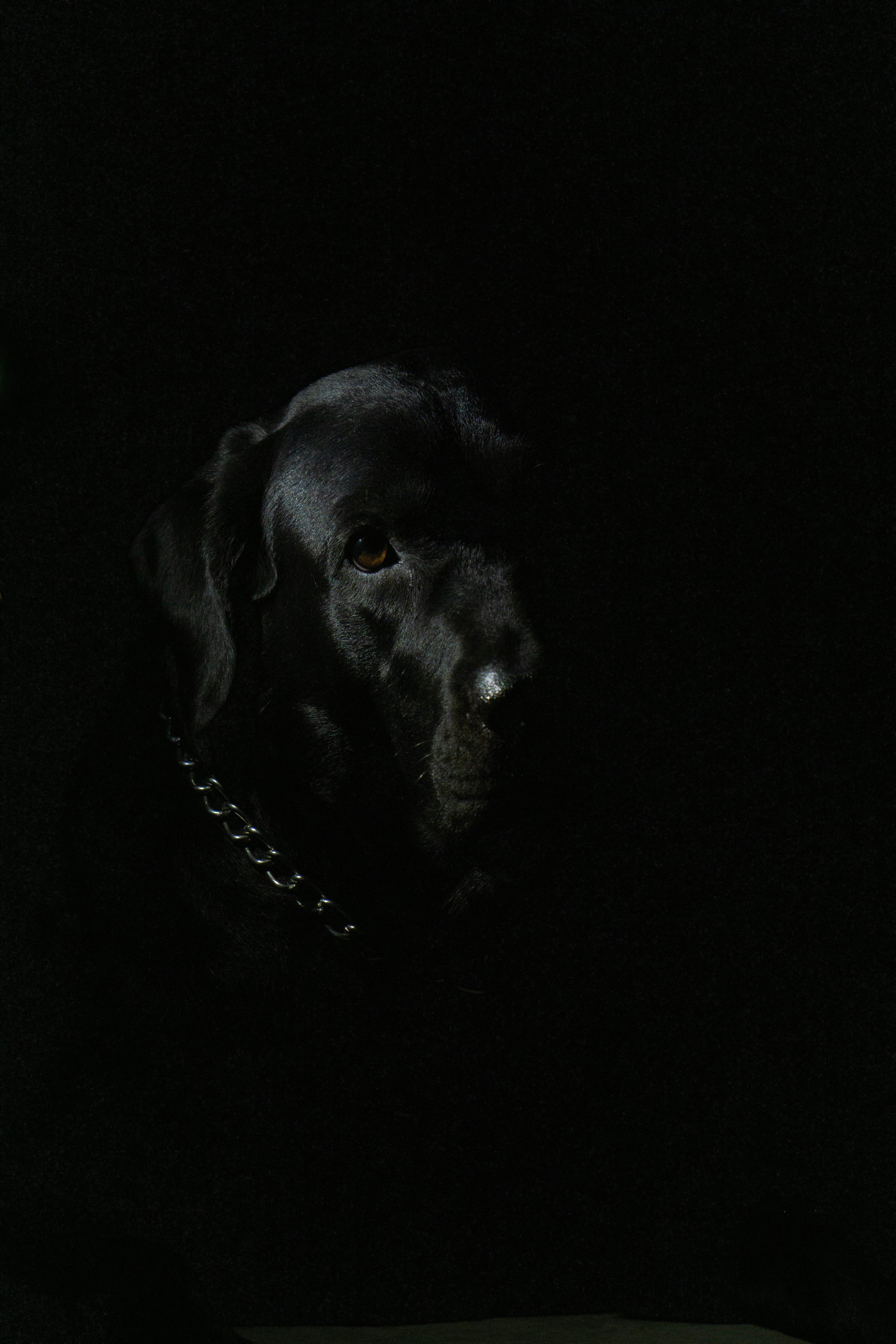 black labrador retriever with black collar